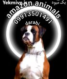 فروش سگ باکسر در مجموعه آمازون در تهران در گروه سگ و گربه در یکمیوه