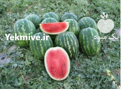 بذر هندوانه میراژ Mirage نانهمز هلند در شهرکرد در گروه خرید و فروش بذر هندوانه در یکمیوه -عکس2