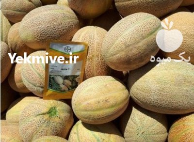 فروش بذر خربزه جانا Janna نانهمز در بوشهر در گروه خرید و فروش بذر خربزه در یکمیوه -عکس1