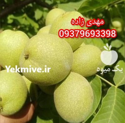نهال گردو ژنوتیپ برتر اصل دیرگل در هریس در گروه خرید و فروش نهال گردو در یکمیوه -عکس2