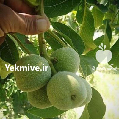 نهال گردو ژنوتیپ برتر اصل دیرگل در پیرانشهر در گروه خرید و فروش نهال گردو در یکمیوه -عکس4