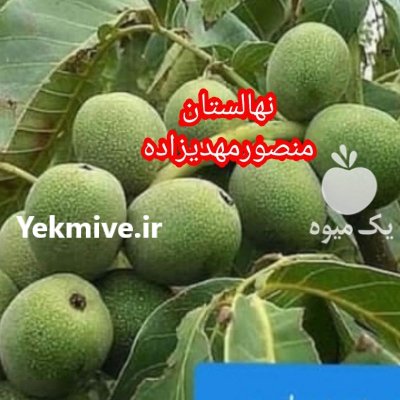 نهال گردو ژنوتیپ برتر دیرگل مقاوم در کرج در گروه خرید و فروش نهال گردو در یکمیوه -عکس1