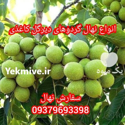 نهال گردو ژنوتیپ برتر دیرگل مقاوم در کرج در گروه خرید و فروش نهال گردو در یکمیوه -عکس3