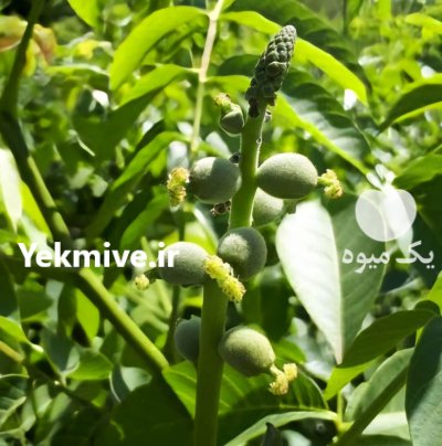 نهال گردو ژنوتیپ برتر دیرگل مقاوم در مشهد در گروه خرید و فروش نهال گردو در یکمیوه -عکس3
