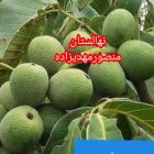 نهال گردو ژنوتیپ برتر اصل دیرگل در هریس