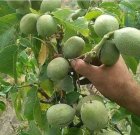 نهال گردو ژنوتیپ برتر اصل دیرگل در پیرانشهر