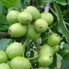 نهال گردو ژنوتیپ برتر اصل دیرگل در قیدار در گروه خرید و فروش نهال گردو در یکمیوه