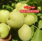 نهال گردو ژنوتیپ برتر دیرگل مقاوم در پیشوا در گروه خرید و فروش نهال گردو در یکمیوه