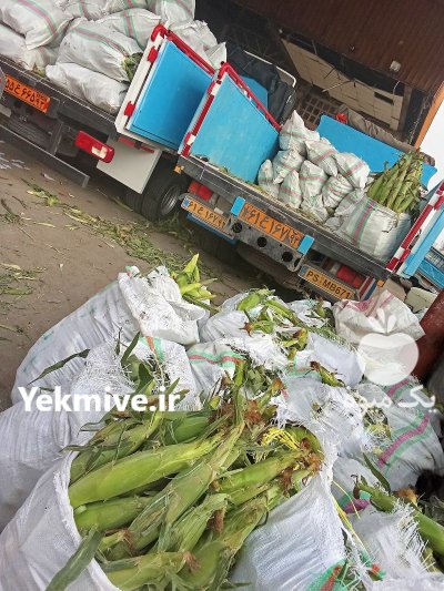 بارفروشی و حق العمل کاری یاسین در تهران در گروه حق العمل کاری محصولات کشاورزی در یکمیوه -عکس2