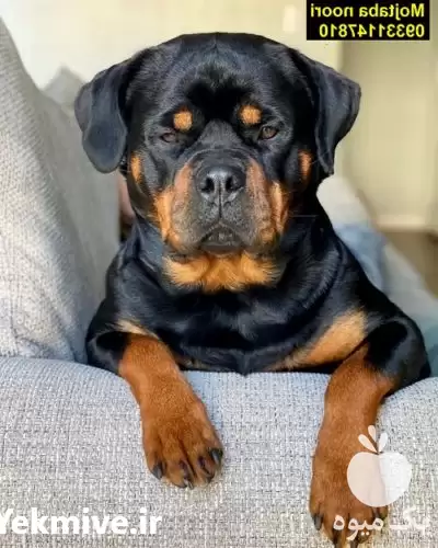 قیمت خرید بهترین نژاد سگ در اصفهان در گروه سگ و گربه در یکمیوه -عکس1