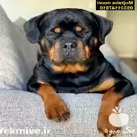 قیمت خرید بهترین نژاد سگ در اصفهان در گروه سگ و گربه در یکمیوه