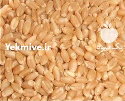 گندم بذری در قوچان در گروه خرید و فروش گندم و جو در یکمیوه -عکس1