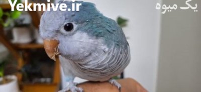 طوطی راهب در تهران در گروه خرید و فروش انواع پرنده در یکمیوه -عکس1