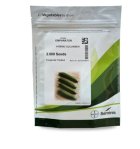 بذر خیار امپراطور سمینیس با بهترین در اسفراین در گروه خرید و فروش بذر خیار در یکمیوه