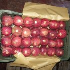 فروش سیب درختی لوکس زرد و قرمز در مشگین شهر در گروه خرید و فروش سیب در یکمیوه