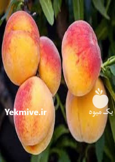 فروش انواع نهال در مریوان در گروه خرید و فروش نهال در یکمیوه -عکس1