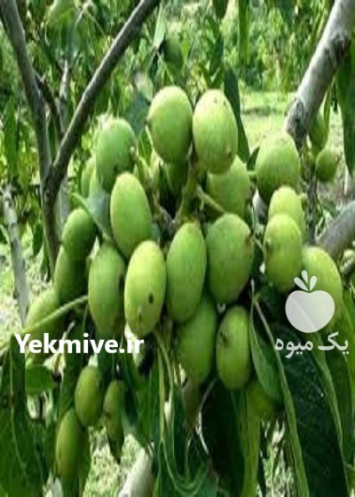 فروش انواع نهال در مریوان در گروه خرید و فروش نهال در یکمیوه -عکس2