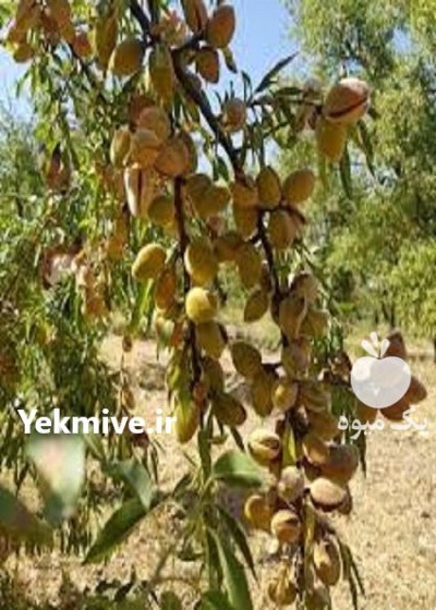 فروش انواع نهال در مریوان در گروه خرید و فروش نهال در یکمیوه -عکس4