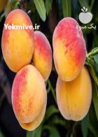 فروش انواع نهال در مریوان در گروه خرید و فروش نهال در یکمیوه