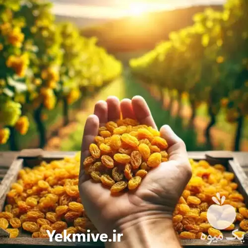 فروش کشمش طلایی ویژه صادراتی در ملکان در گروه خرید و فروش آجیل در یکمیوه -عکس1