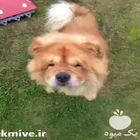 قیمت خرید سگ چاو چاو بالغ در تهران در گروه سگ و گربه در یکمیوه