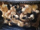 جوجه اردک پکنی در شفت در گروه مرغ و خروس و بوقلمون و اردک قو قاز در یکمیوه