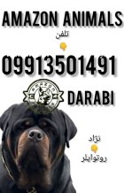 فروش سگ روتوایلر در مجموعه آمازون در شهریار در گروه سگ و گربه در یکمیوه