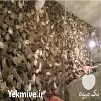 فروش پرورش بلدرچین در تهران در گروه مرغ و خروس و بوقلمون و اردک قو قاز در یکمیوه