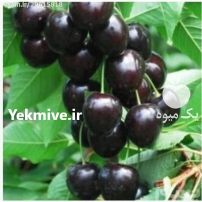 نهال گردو ژنوتیپ برتر درختی مقاوم در اردبیل در گروه خرید و فروش نهال گردو در یکمیوه -عکس4