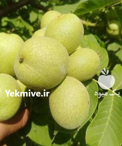 نهال گردو ژنوتیپ برتر درختی مقاوم در پیرانشهر در گروه خرید و فروش نهال گردو در یکمیوه -عکس4