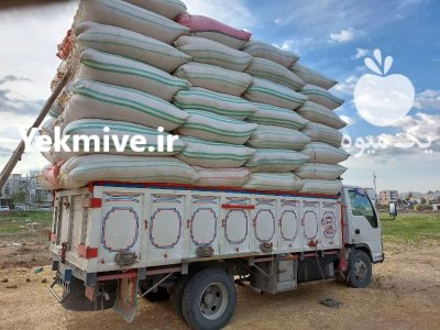 کاه گندم کردستان در فسا در گروه خوراک دام و طیور در یکمیوه -عکس1