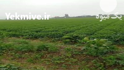 سبزی خورشتی در اصفهان در گروه خرید و فروش سبزی های برگی در یکمیوه -عکس2