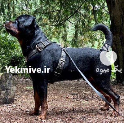 خرید و فروش سگ روتوایلر اصیل روزه در تهران در گروه سگ و گربه در یکمیوه -عکس1