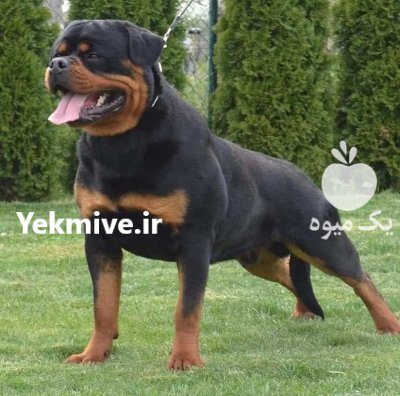 خرید و فروش سگ روتوایلر اصیل روزه در تهران در گروه سگ و گربه در یکمیوه -عکس2