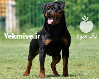 خرید و فروش سگ روتوایلر اصیل روزه در تهران در گروه سگ و گربه در یکمیوه -عکس4