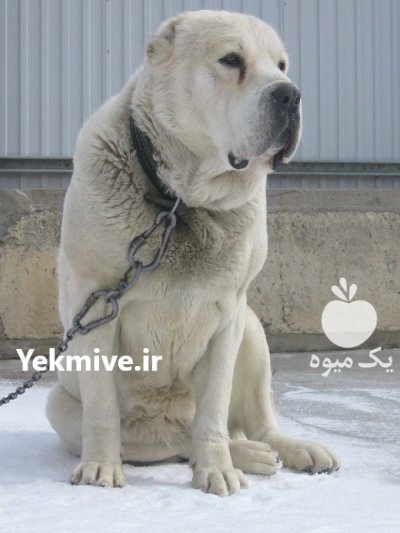 خرید فروش سگ آلابای روسی نسل در تهران در گروه سگ و گربه در یکمیوه -عکس2