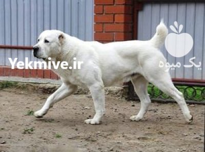خرید فروش سگ آلابای روسی نسل در تهران در گروه سگ و گربه در یکمیوه -عکس3