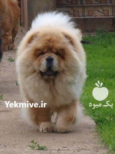 خرید فروش سگ چاو چاو چمپیون در تهران در گروه سگ و گربه در یکمیوه -عکس3