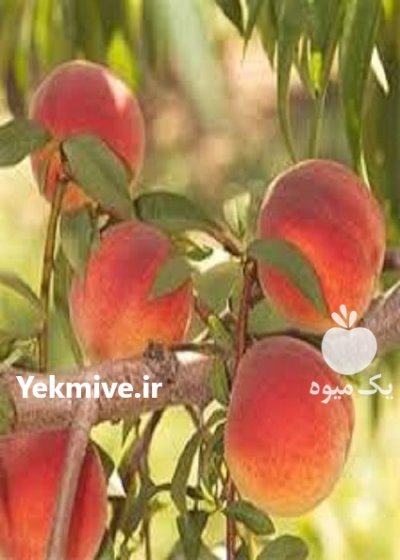 قیمت خرید انواع نهال در آزادشهر در گروه خرید و فروش نهال در یکمیوه -عکس2