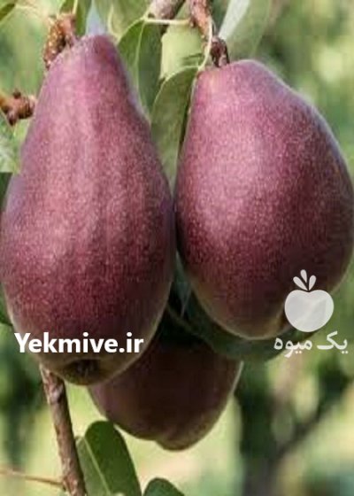 قیمت خرید انواع نهال در آزادشهر در گروه خرید و فروش نهال در یکمیوه -عکس3