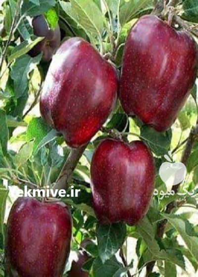 قیمت خرید انواع نهال در آزادشهر در گروه خرید و فروش نهال در یکمیوه -عکس4