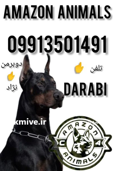 فروش سگ دوبرمن در مجموعه آمازون در شهریار در گروه سگ و گربه در یکمیوه -عکس1