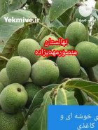 نهال گردو ژنوتیپ برتر درختی مقاوم در هیر در گروه خرید و فروش نهال گردو در یکمیوه