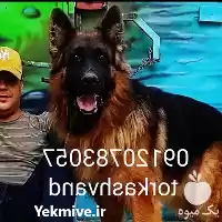 فروش سگ گارد ژرمن شپرد در کرج در گروه سگ و گربه در یکمیوه