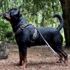 خرید و فروش سگ روتوایلر اصیل روزه در تهران در گروه سگ و گربه در یکمیوه