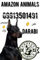 فروش سگ دوبرمن در مجموعه آمازون در شهریار در گروه سگ و گربه در یکمیوه