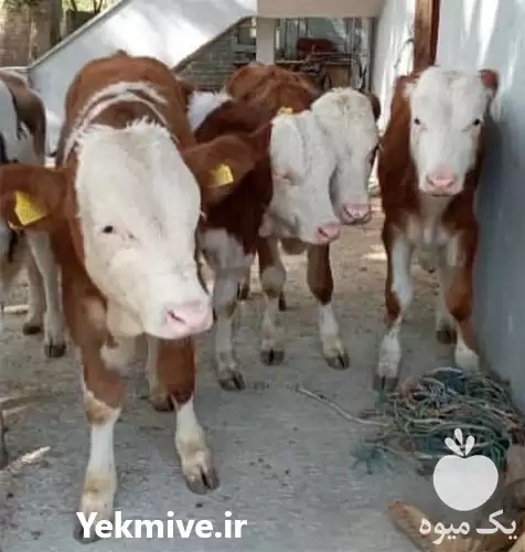 خرید و فروش گوساله در ترک در گروه گاو و گوسفند و میش و بز کهره گوساله در یکمیوه -عکس1