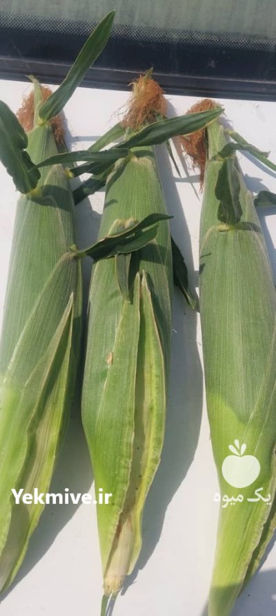 خریدار بلال مکزیکی در اهواز در گروه خرید و فروش ذرت در یکمیوه -عکس1