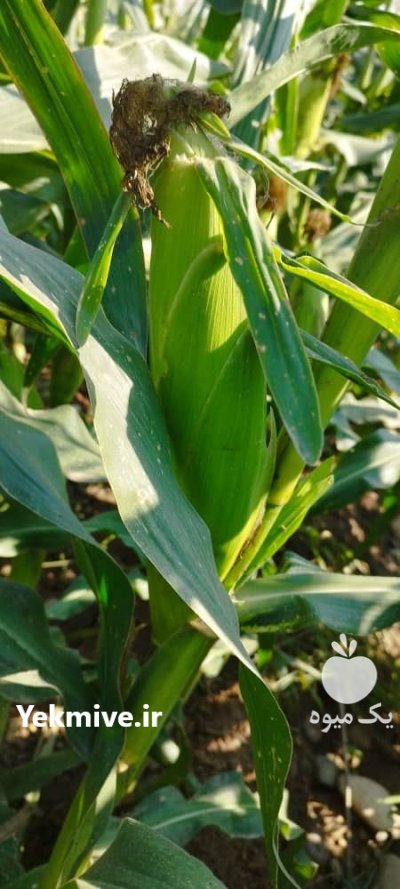 خریدار بلال مکزیکی در اهواز در گروه خرید و فروش ذرت در یکمیوه -عکس3