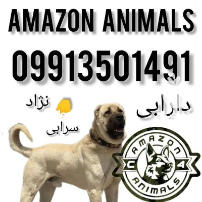 فروش سگ سرابی در مجموعه آمازون در آبگرم در گروه سگ و گربه در یکمیوه -عکس1